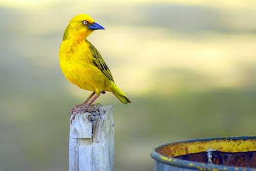 Explore Winged Wonders: Ultimate Bird Watching in Canalejas del Arroyo